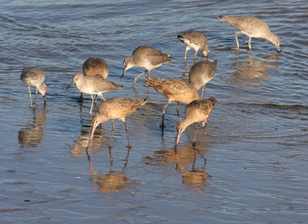 Marbled Godwit & Willet